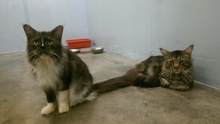 2 Maine Coon - Maine Coon Cat