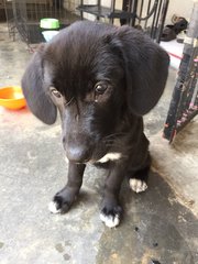 Socks - Golden Retriever Mix Dog