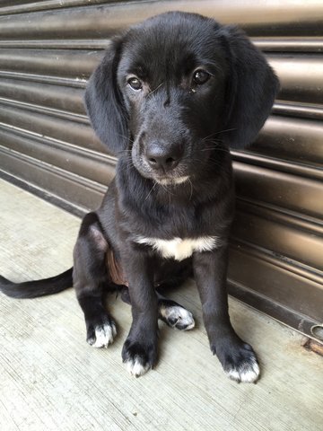 Socks - Golden Retriever Mix Dog