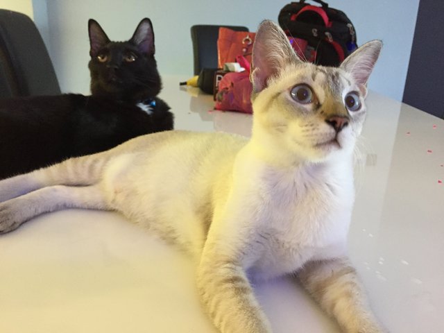 Molly And Bradley - Domestic Short Hair + Domestic Medium Hair Cat