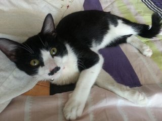 Adik Bear - Tuxedo + Domestic Short Hair Cat