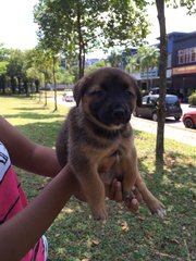 Lexii - Mixed Breed Dog