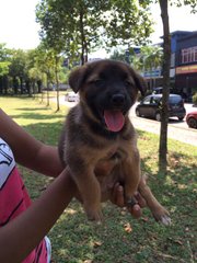 Lexii - Mixed Breed Dog