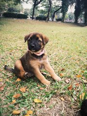 Lexii - Mixed Breed Dog