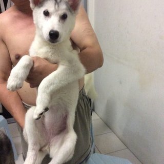 Husky Up For Adoption - Husky Dog