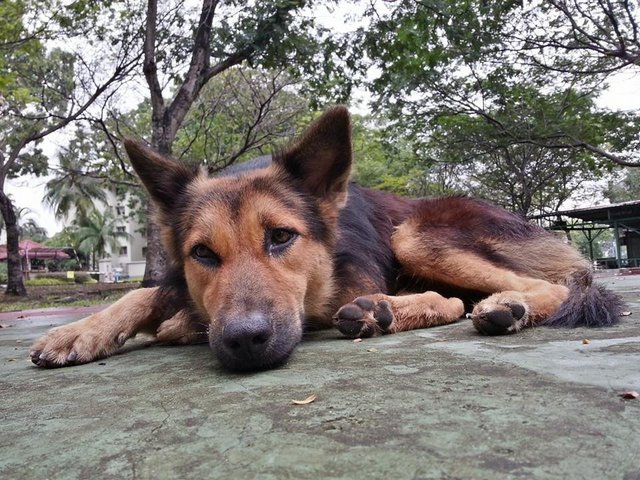 Rusty - German Shepherd Dog Mix Dog