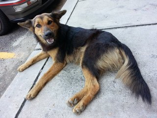 Rusty - German Shepherd Dog Mix Dog