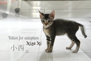 Xiao Xi 小西 - Fruit Stall Kittens - Domestic Short Hair Cat