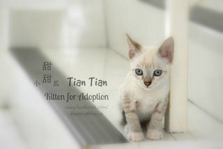 甜甜 Tian Tian - Fruit Stall Kittens - Domestic Short Hair Cat