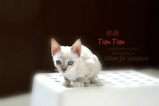 甜甜 Tian Tian - Fruit Stall Kittens - Domestic Short Hair Cat