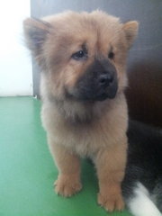 Usj Budget Red Chow Chow  - Chow Chow Dog