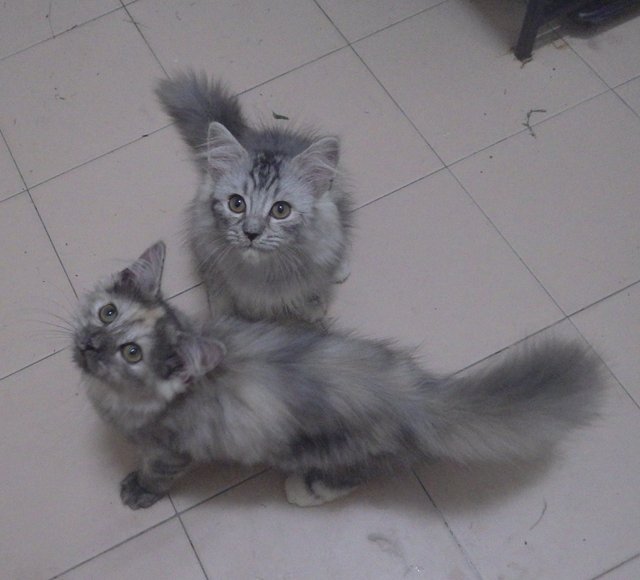 Persian Kittens - Mixed Breed Dog