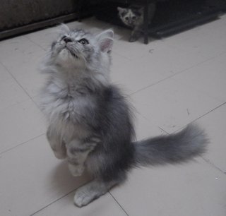 Persian Kittens - Mixed Breed Dog