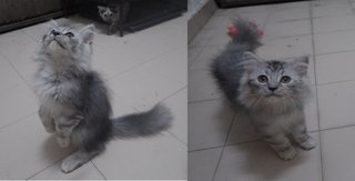 Persian Kittens - Mixed Breed Dog