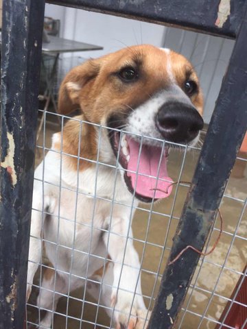 Xiao Ke - Mixed Breed Dog