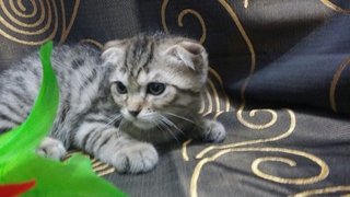 Tommy - Scottish Fold Cat