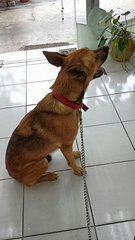 Peaches - Mixed Breed Dog