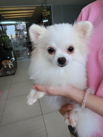 White Pomeranian - Imp Tw - Pomeranian Dog