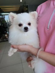 White Pomeranian - Imp Tw - Pomeranian Dog