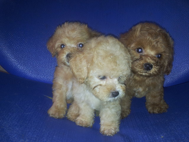 Tiny Toy Poodle - Poodle Dog