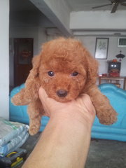 Tiny Toy Poodle - Poodle Dog