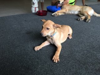 Bruno - Mixed Breed Dog