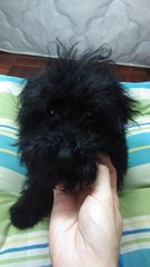 Black Poodle - Poodle Dog