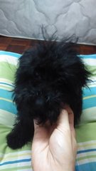 Black Poodle - Poodle Dog