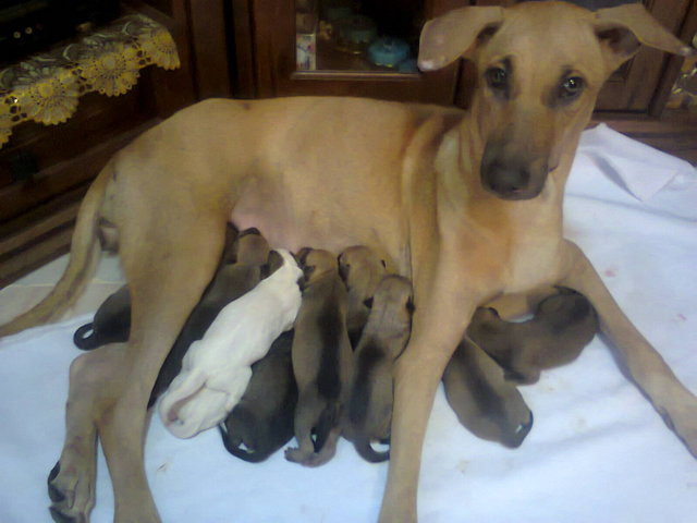 9 Puppies - Mixed Breed Dog