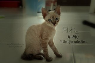 A-mu 阿木 - Fruit Stall Kitten - Domestic Short Hair Cat