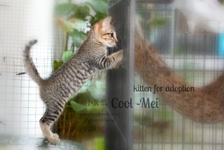 Cool Mei, 小苦瓜, Fruit Stall Kitten - Domestic Short Hair Cat