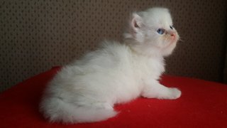 PF65626 - Persian Cat