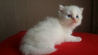 PF65626 - Persian Cat