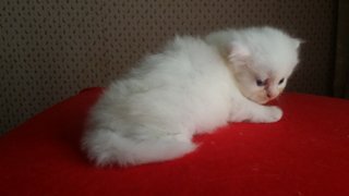 PF65626 - Persian Cat