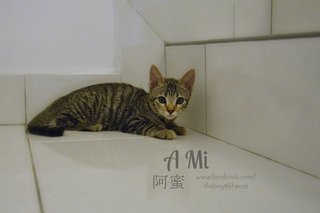 A-mi 阿蜜瓜, Fruit Stall Kitten - Domestic Short Hair Cat