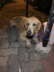 Boston - Golden Retriever Mix Dog