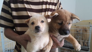 Shiba Inu Puppy - Shiba Inu Dog