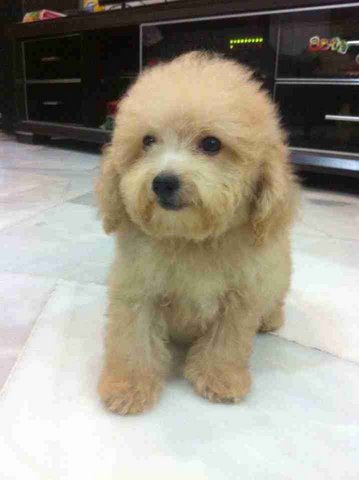 Toy Poodle Bear - Poodle Dog