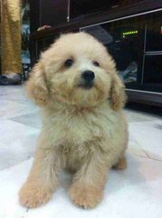 Toy Poodle Bear - Poodle Dog