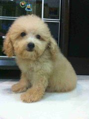 Toy Poodle Bear - Poodle Dog