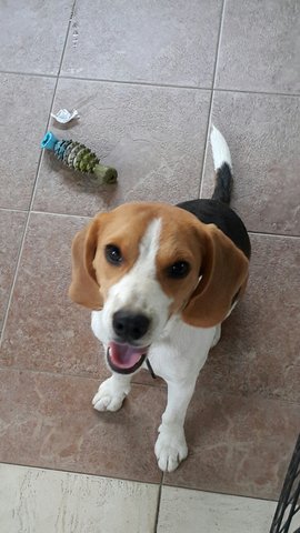 Cesar - Beagle Dog