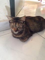 Kechik - Domestic Short Hair Cat