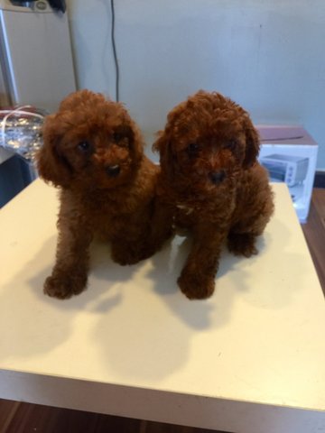 Toy Poodle - Tiny Size Brown Red - Poodle Dog