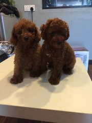 Toy Poodle - Tiny Size Brown Red - Poodle Dog