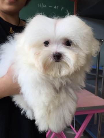 Maltese - Imported Taiwan Line Whit - Maltese Dog