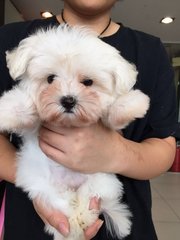 Maltese - Imported Taiwan Line Whit - Maltese Dog