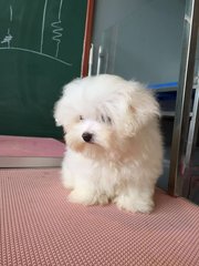 Maltese - Imported Taiwan Line Whit - Maltese Dog