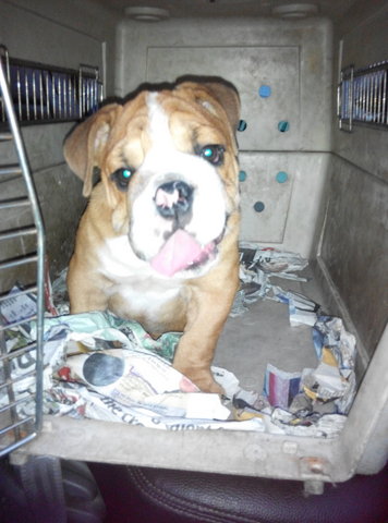 English Bulldog - English Bulldog Dog