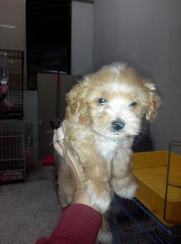 Toy Poodle 4 Puppies - Poodle Dog