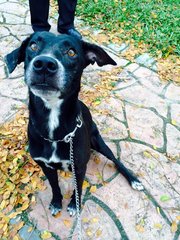 Oreo - Labrador Retriever Mix Dog